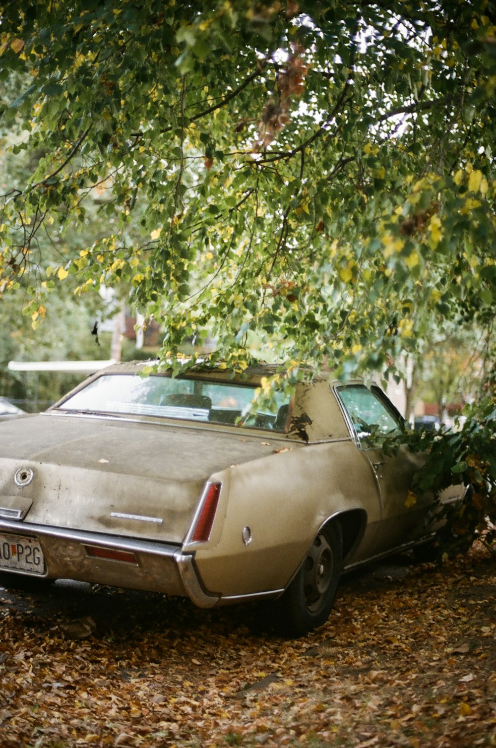 grey chevrolet camaro parked near green leaf tree during daytime