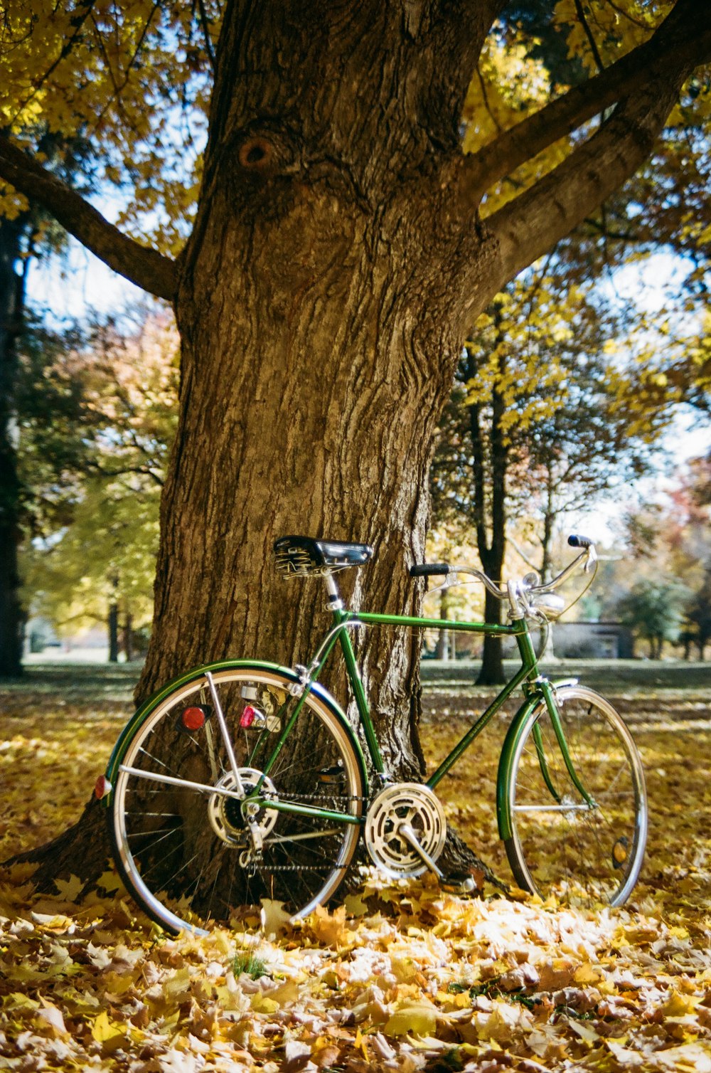 blue city bike leaning on brown tree trunk during daytime