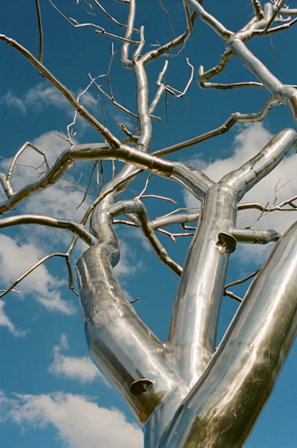 leafless tree under blue sky