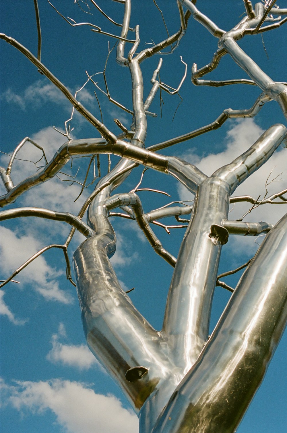 árbol sin hojas bajo el cielo azul