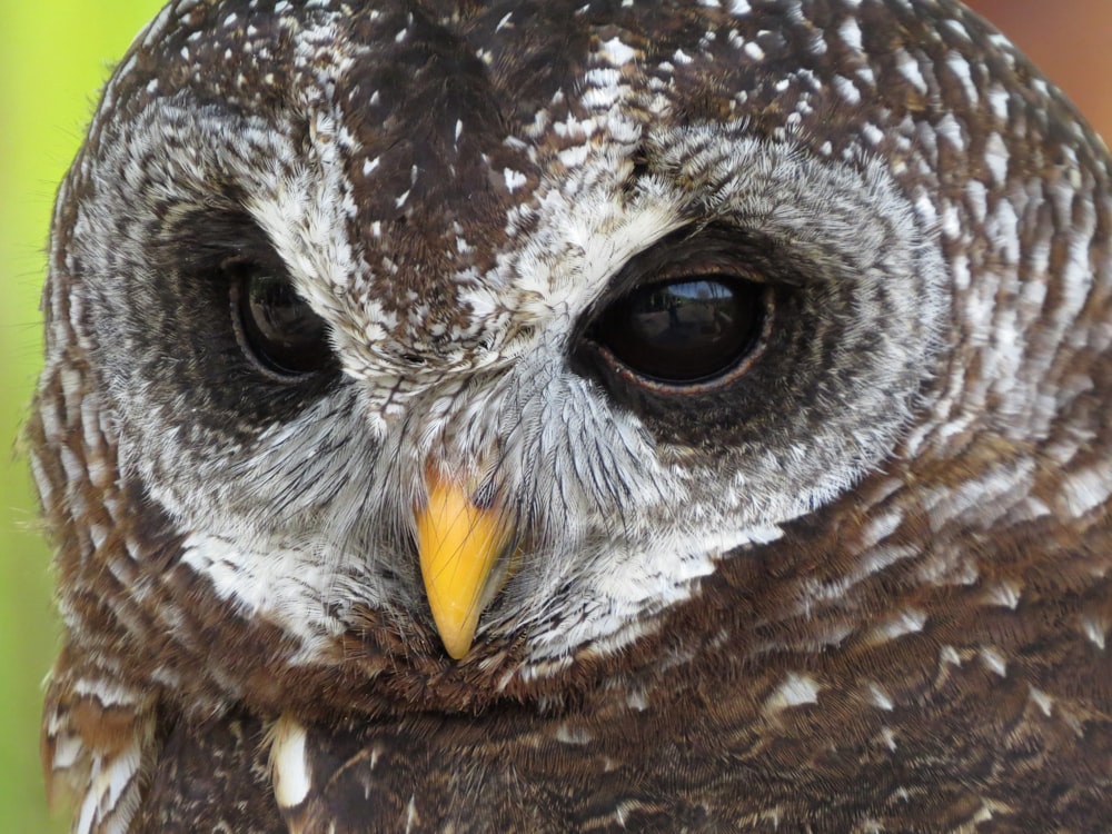 brown and white owl in close up photography