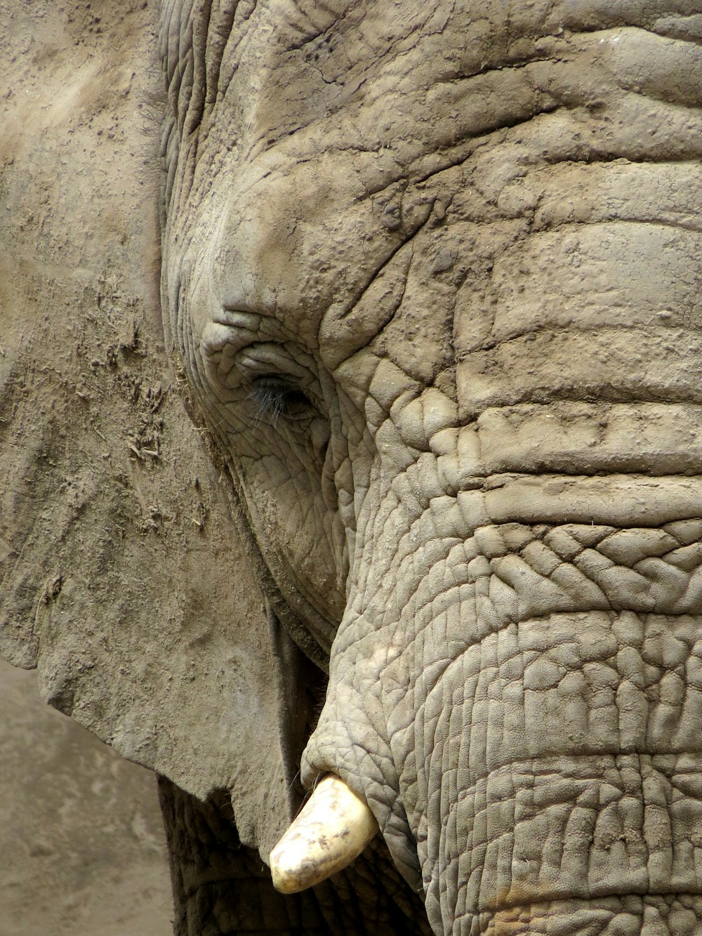 elephant walking on the street during daytime