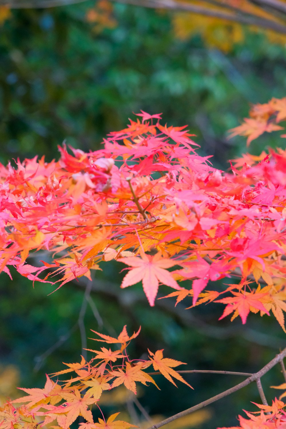 red and yellow maple leaves