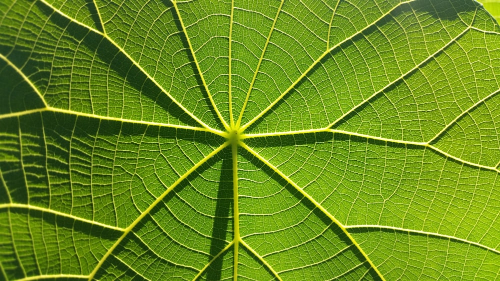 Hoja verde en la fotografía de primer plano