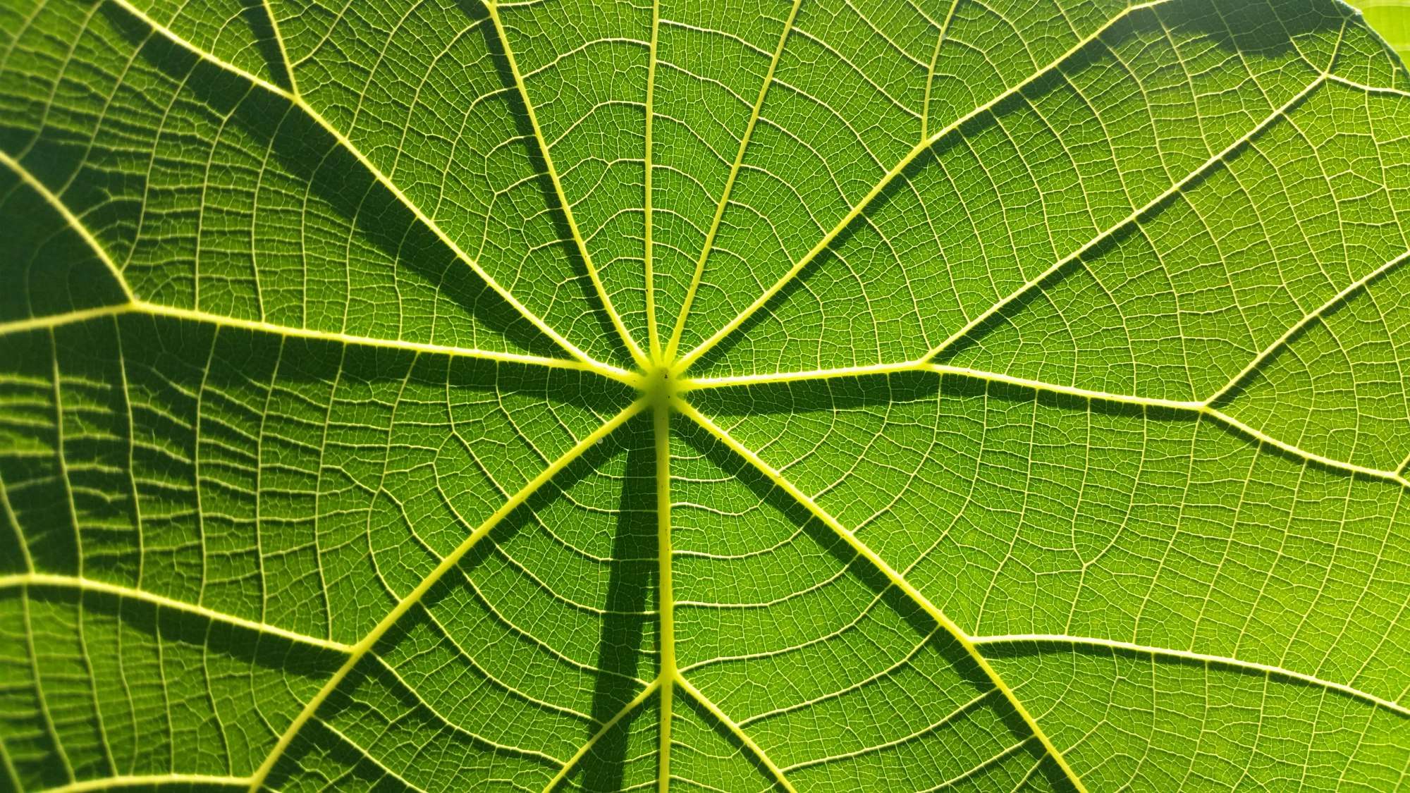 Leaf with index of size-independent shape that has venation adapted to how hot and humid the surroundings are, for irrigation and gas exchange
