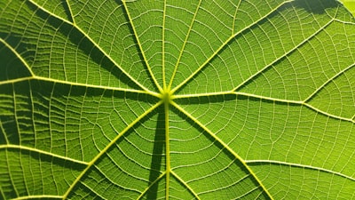 green leaf in close up photography detailed zoom background