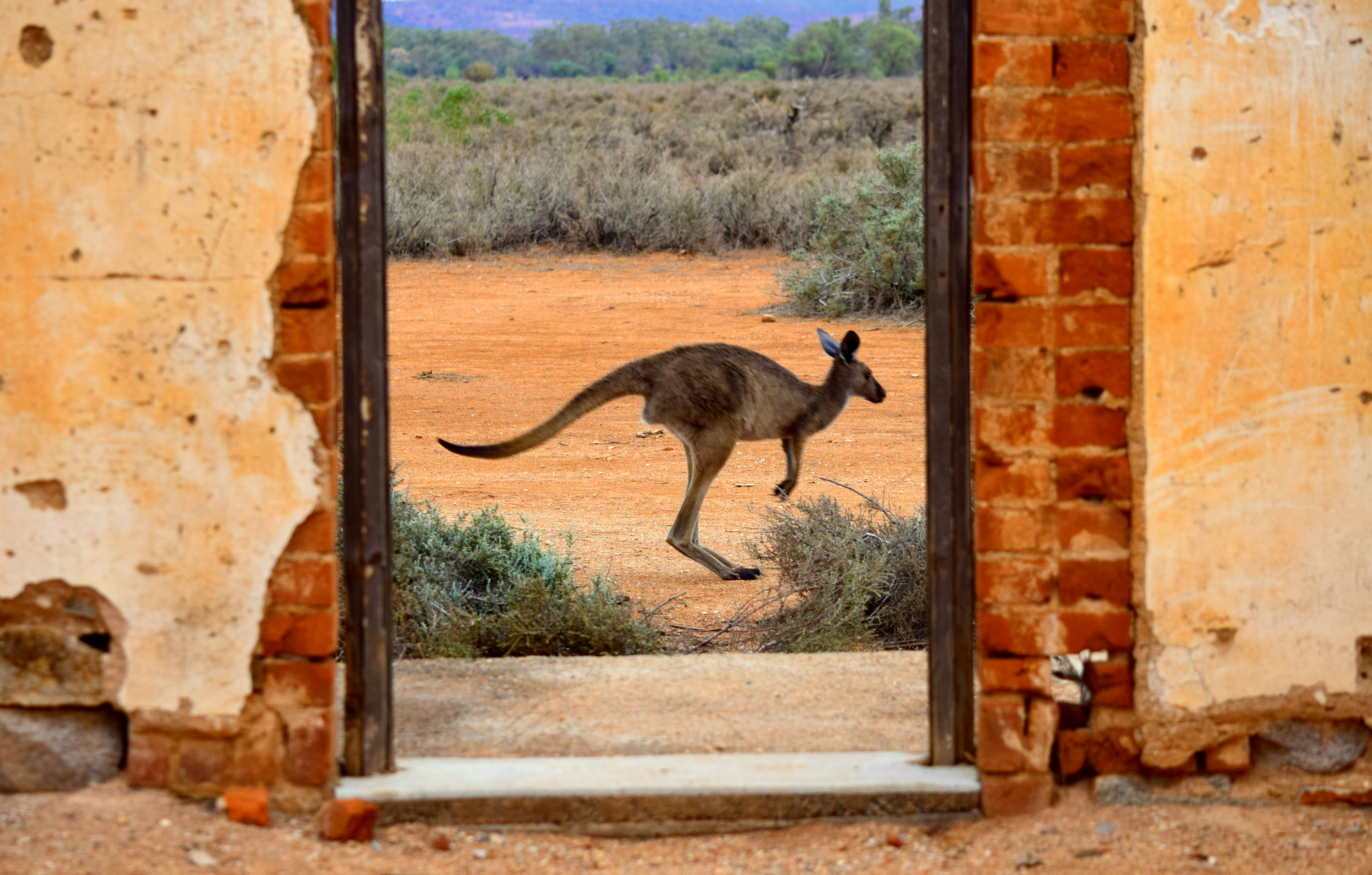 brown kangaroo jumping on brown concrete wall during daytime, kangaroo in Broken Hill, Australia</p><p>