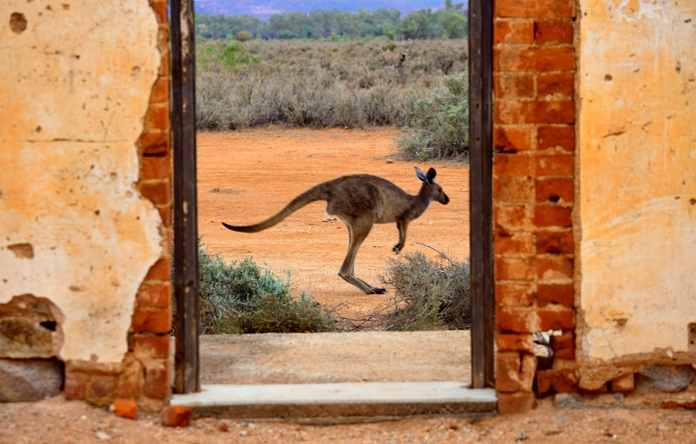 brown kangaroo jumping on brown concrete wall during daytime
