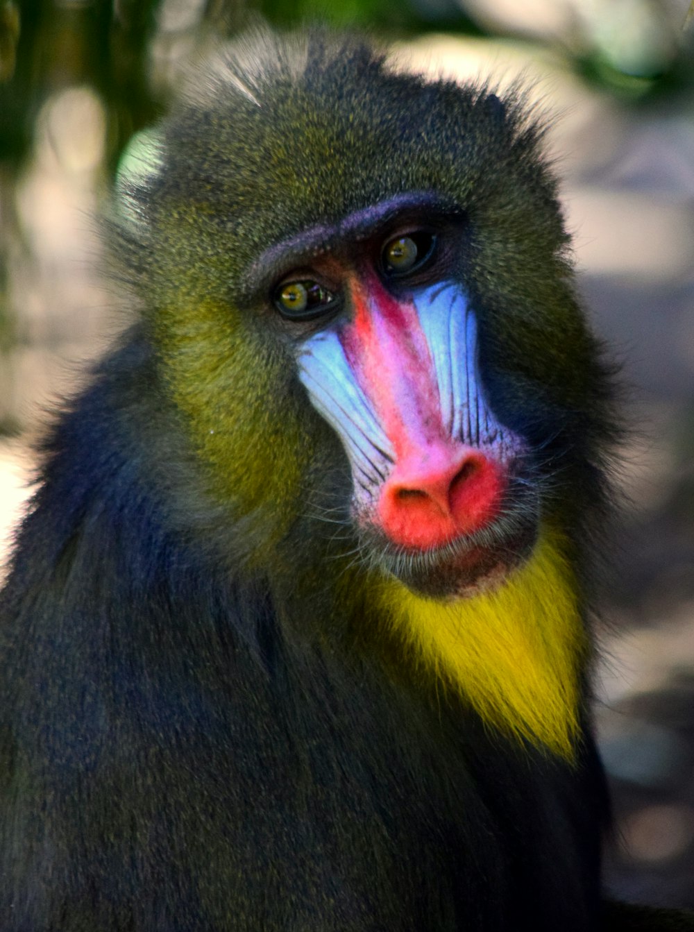 schwarz-gelber Affe mit herausgestreckter Zunge