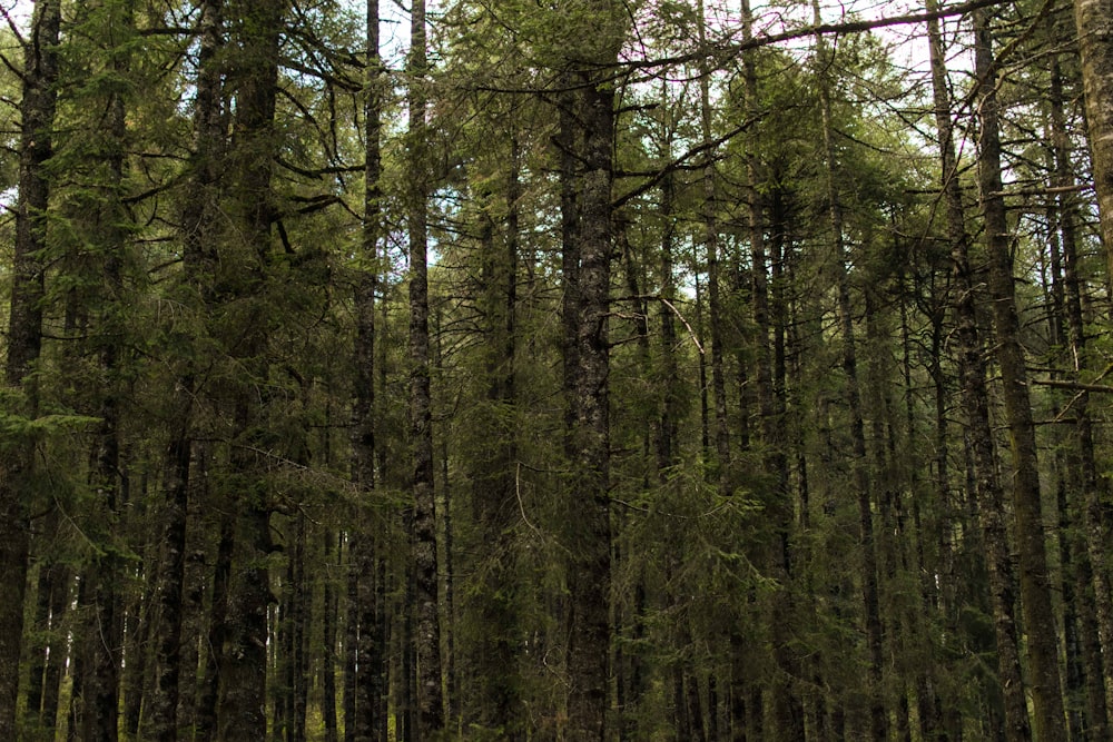 árvores verdes na floresta durante o dia