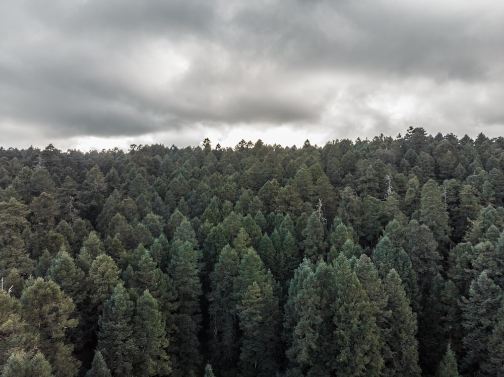 árvores verdes sob nuvens cinzentas