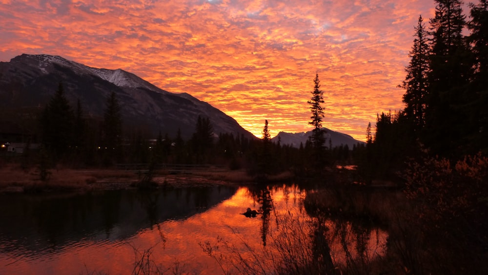 silhouette of trees near lake during sunset