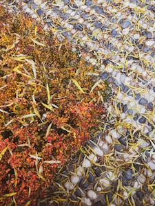 Souffleur Feuilles