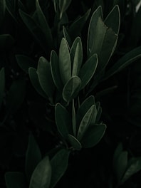 green leaves in close up photography