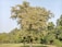 An arborist carefully inspecting a healthy tree in a lush park.