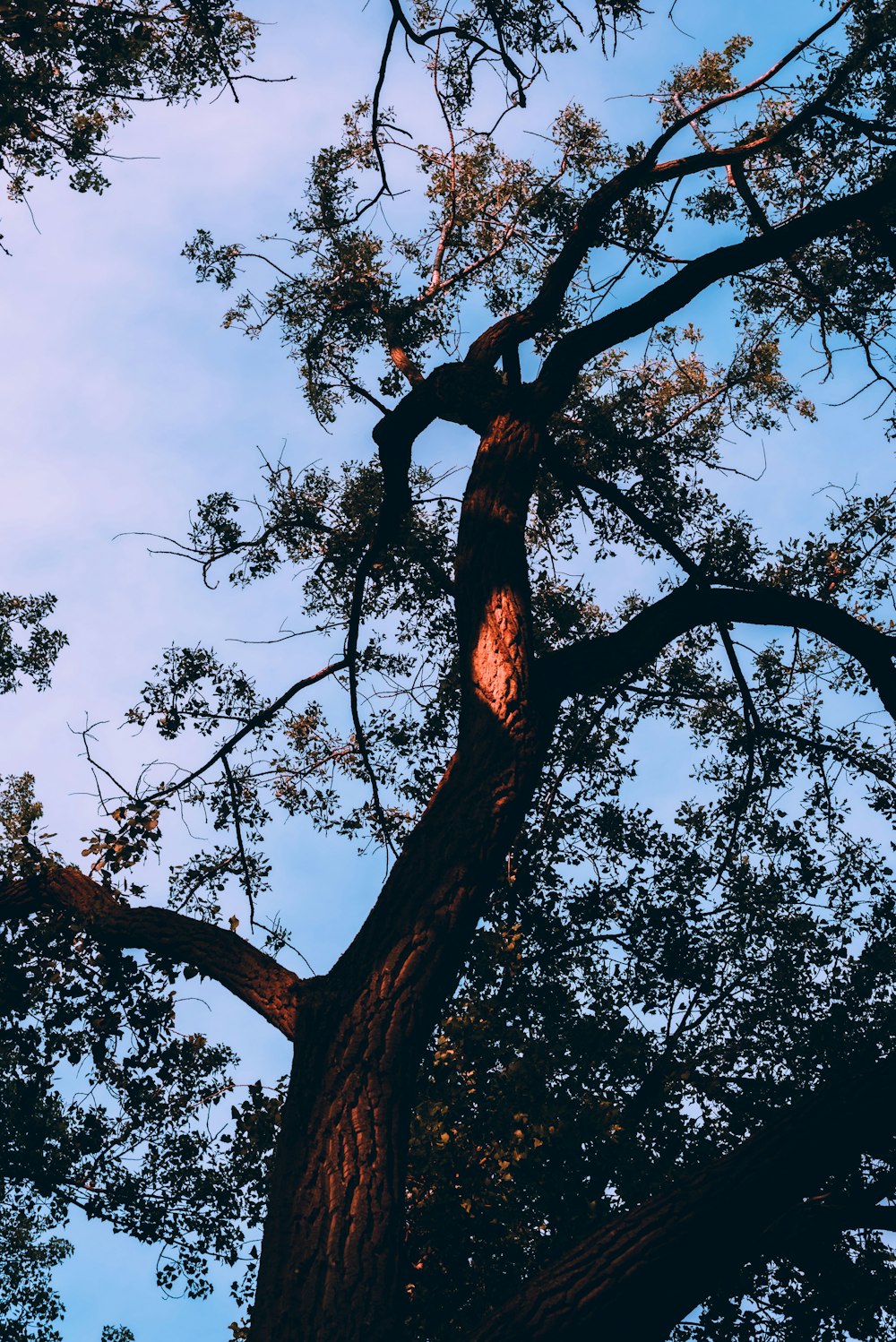 Low-Angle-Fotografie eines braunen Baumes während des Tages