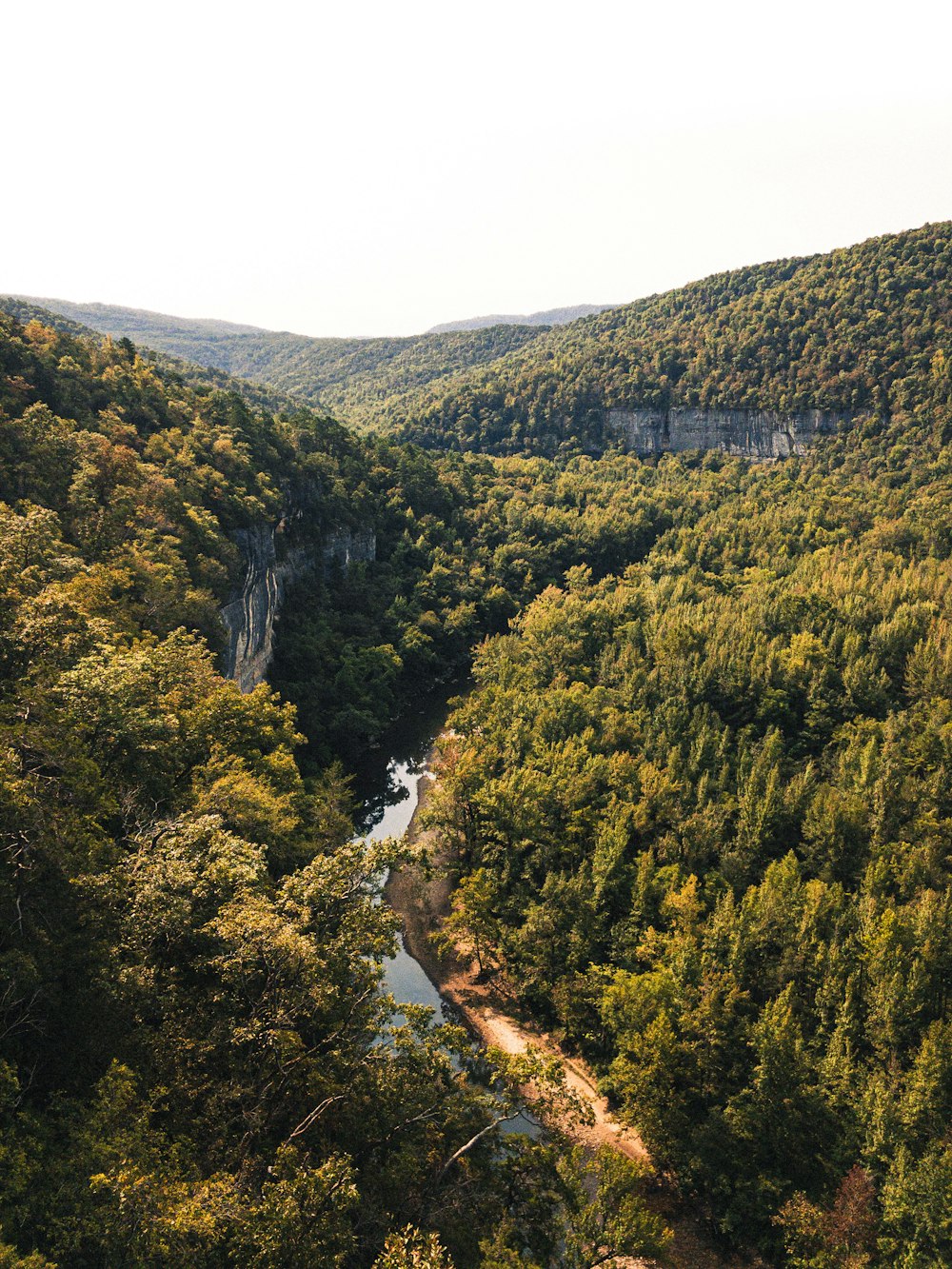 aerial view of green trees and river during daytime