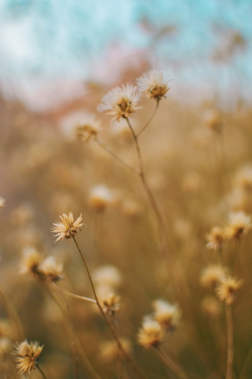 white flower in tilt shift lens