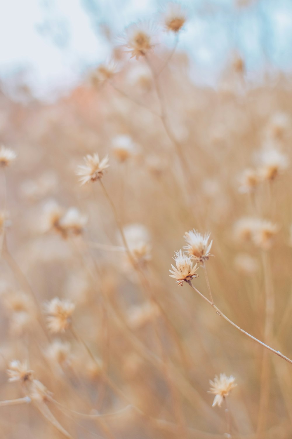 white flower in tilt shift lens