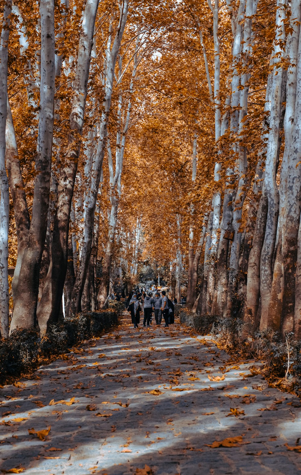 people walking on pathway between trees during daytime