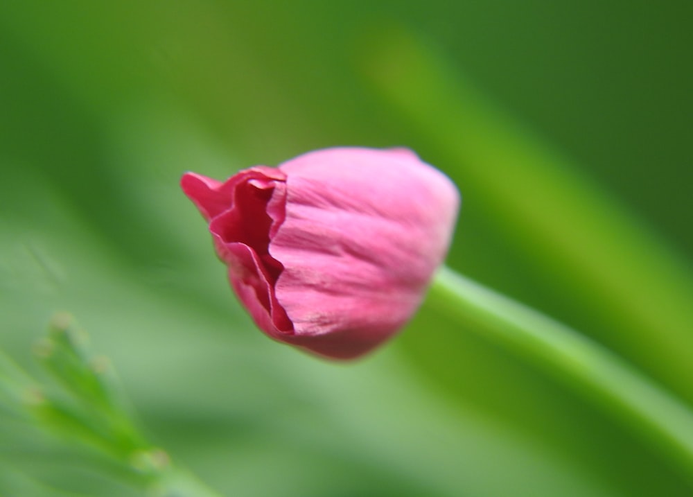 pink flower bud in macro shot
