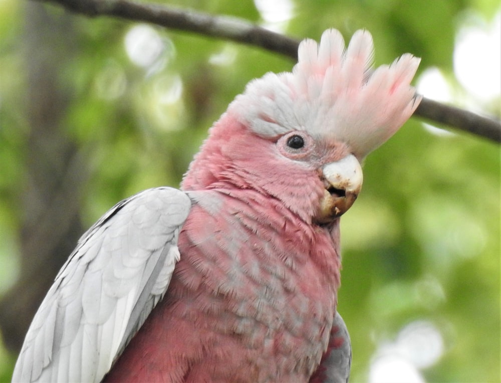 pink and white bird on tree branch