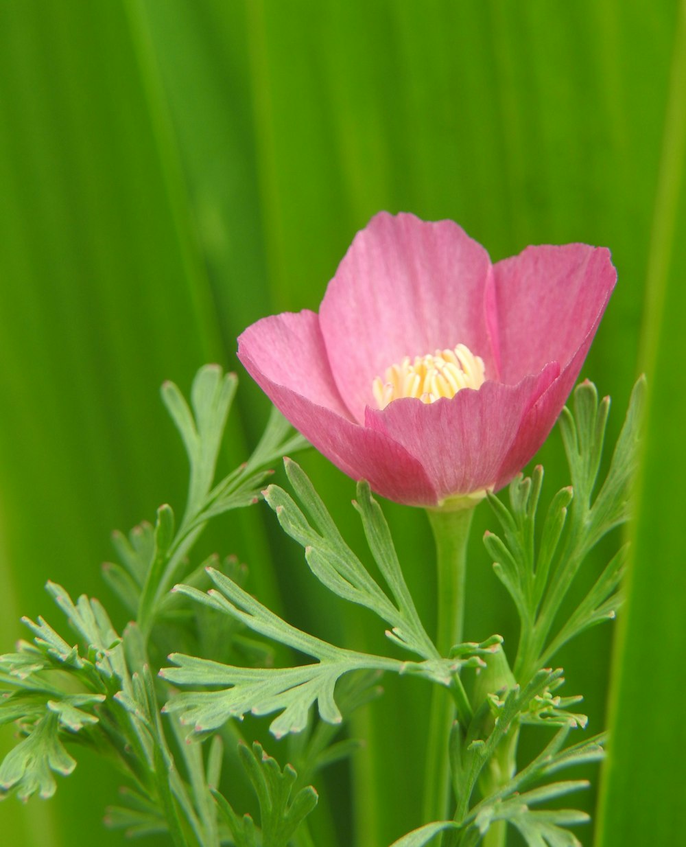 pink flower in green grass