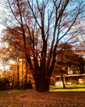 A large tree with vivid red and orange autumn leaves stands prominently in the center. Sunlight filters through the branches, creating a warm glow. A quaint house with a porch is visible to the right, surrounded by a well-maintained lawn. Fallen leaves cover the ground, adding to the seasonal ambiance.