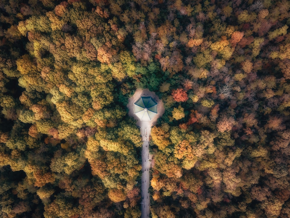 white and green basketball hoop in the middle of the forest