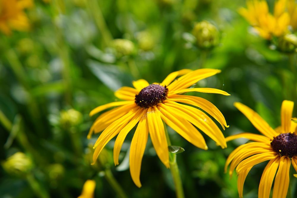 yellow and black flower in tilt shift lens