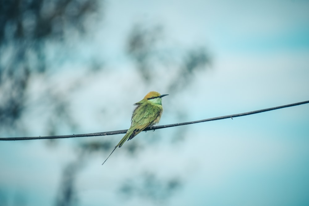 green and yellow bird on wire during daytime