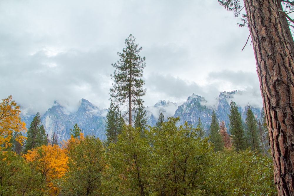 grüne und braune Bäume in der Nähe von Bergen unter weißen Wolken während des Tages