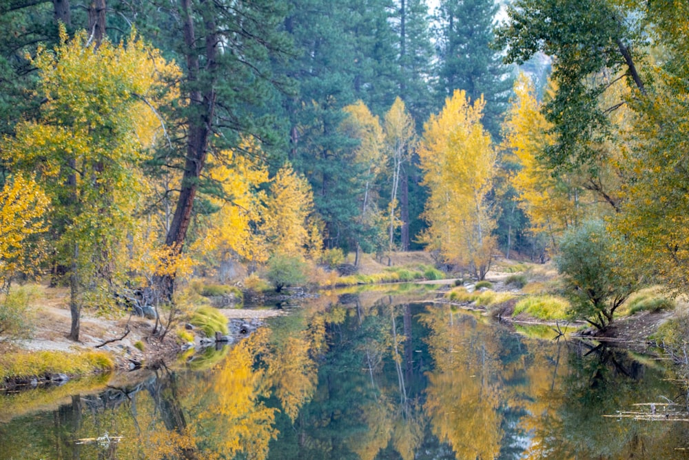 green trees beside river during daytime