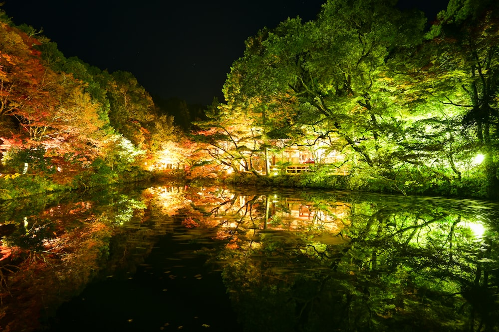 green trees beside river during daytime