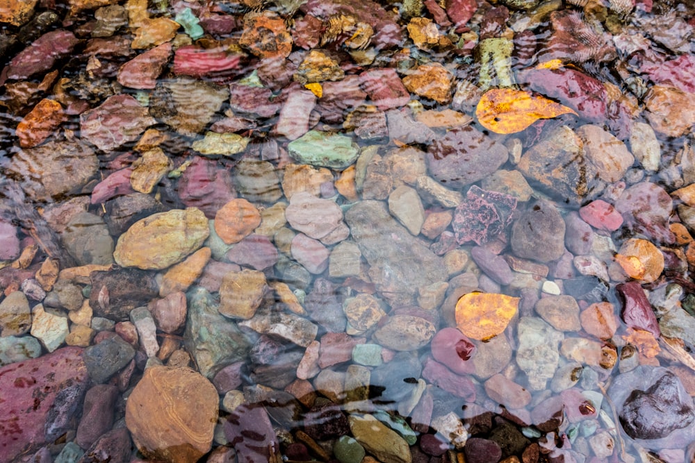 brown leaves on gray and brown rocks