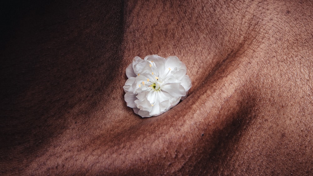 white flower on brown textile