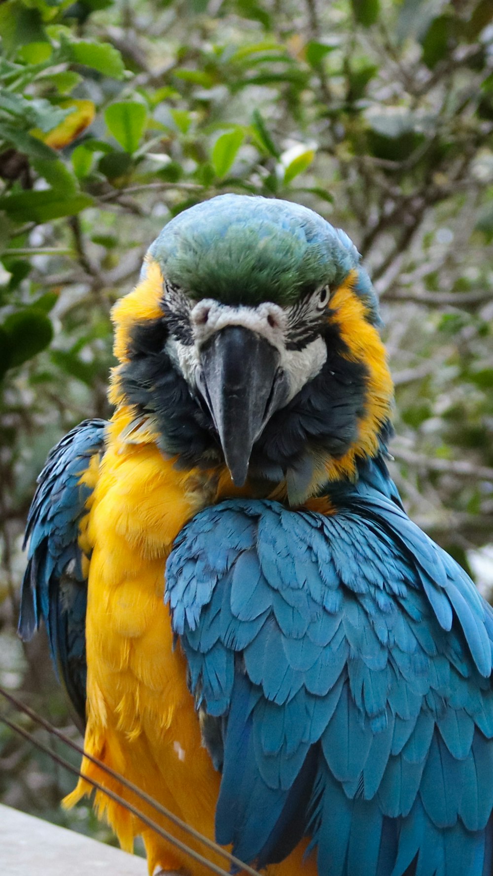 perroquet bleu, jaune et vert