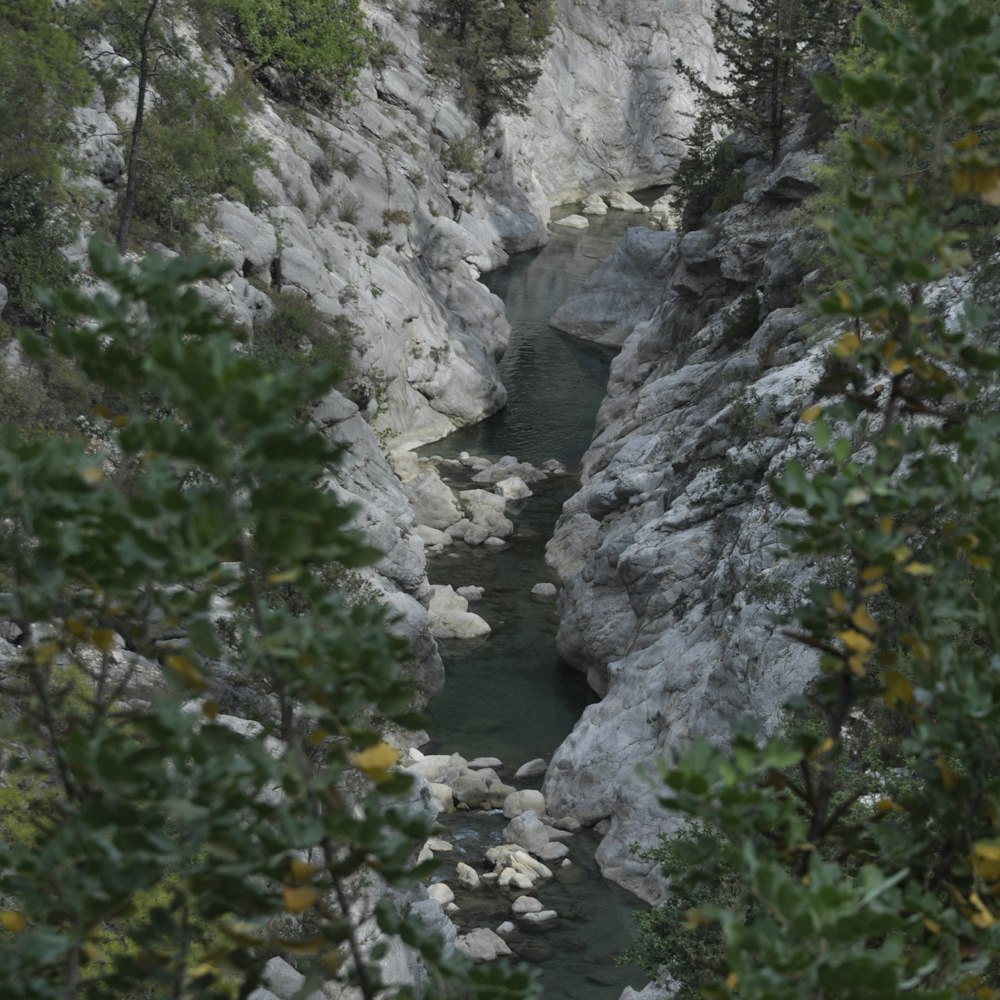 green trees and white rocky mountain