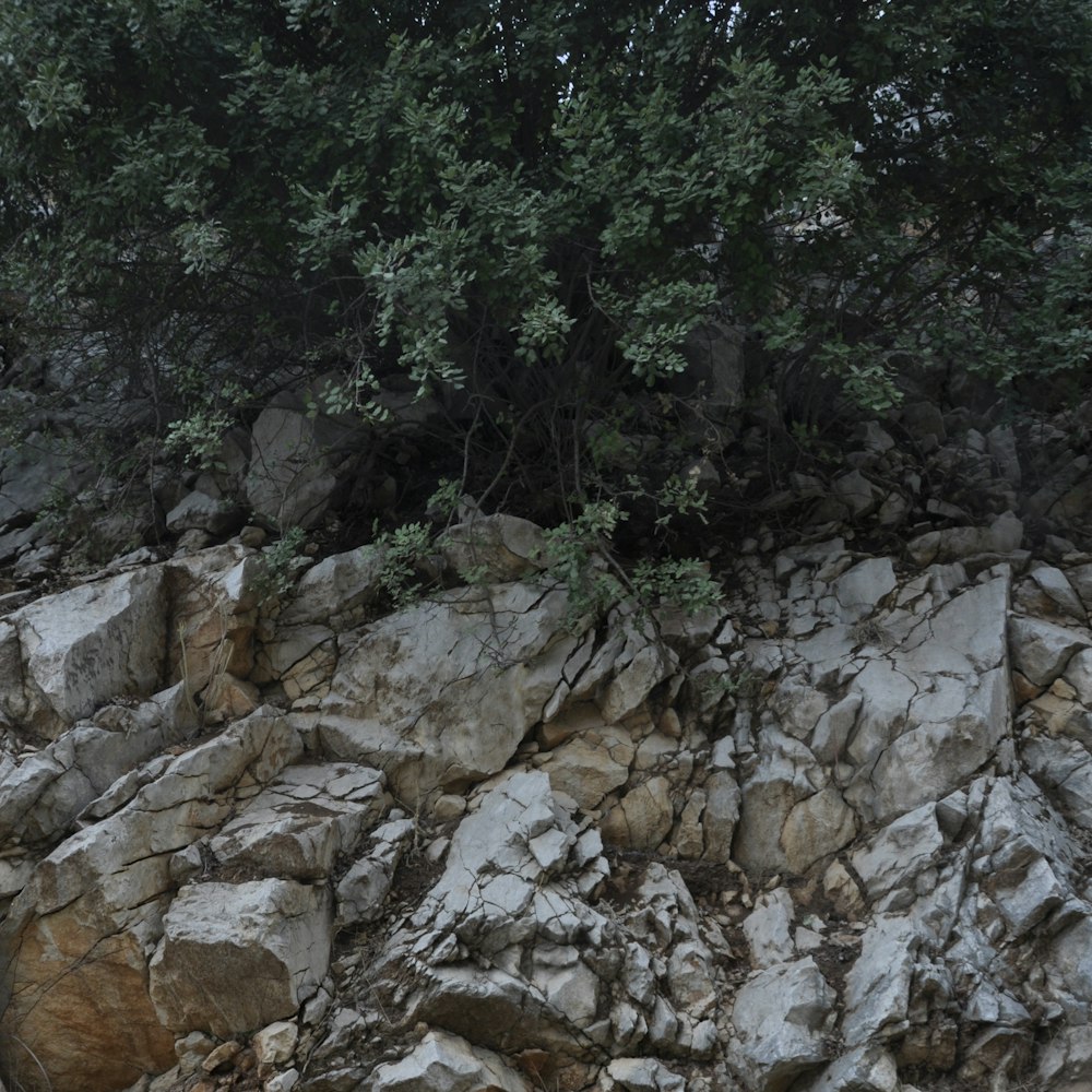 green trees on rocky hill during daytime