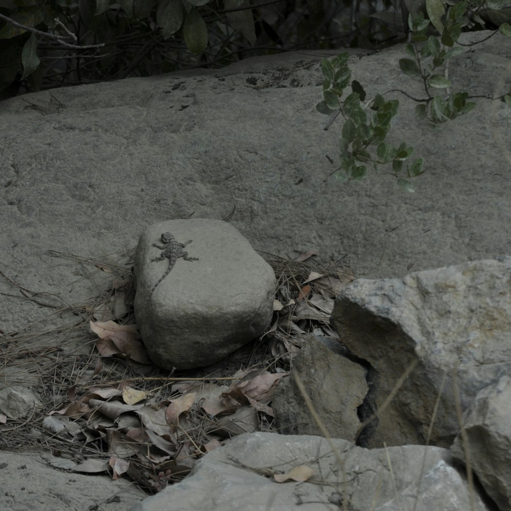 gray rock near green plants