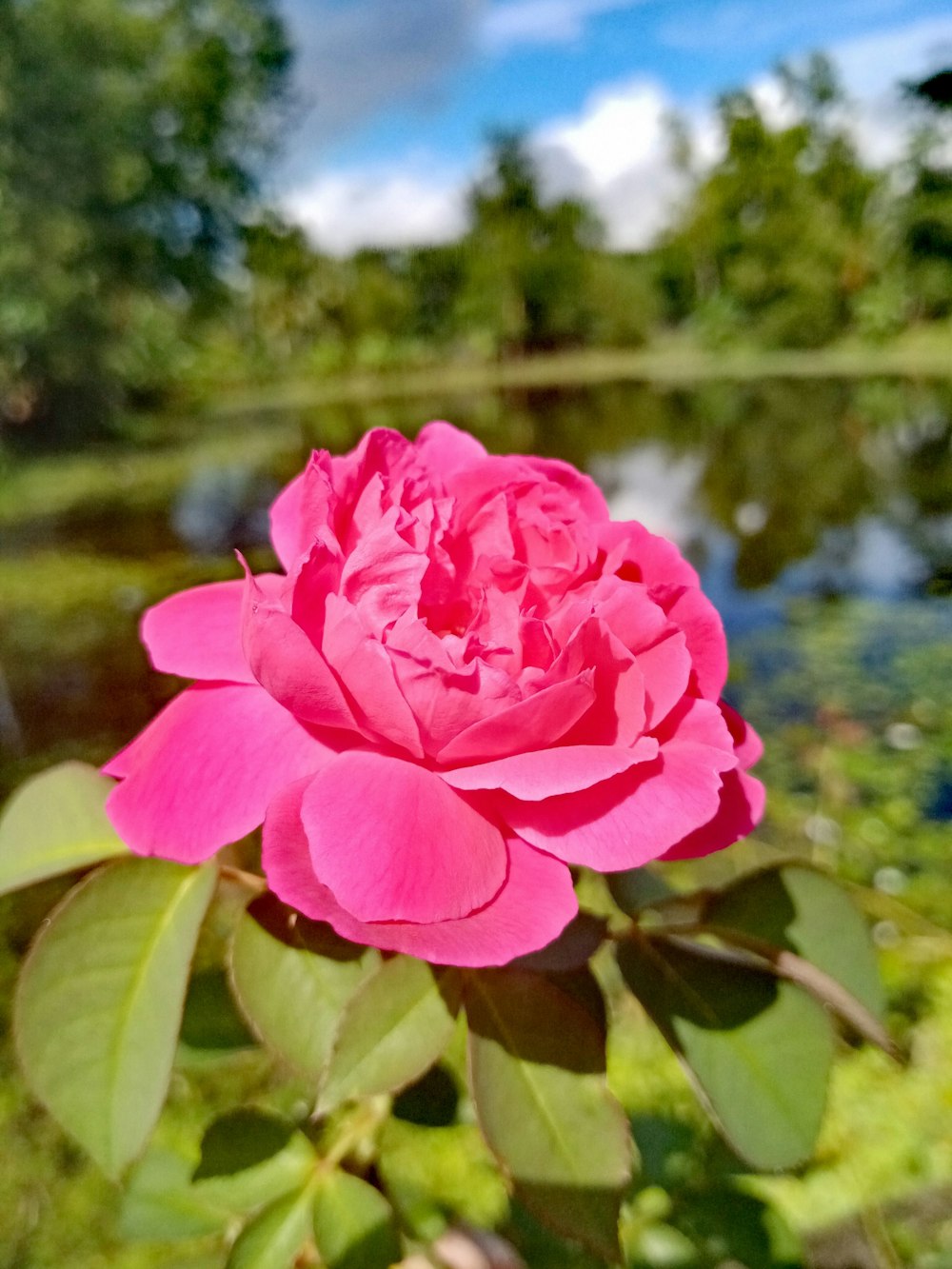 pink rose in bloom during daytime