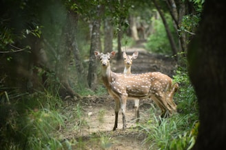 Two spotted deer stand on a path surrounded by lush greenery in a dense forest, with sunlight filtering through the trees.