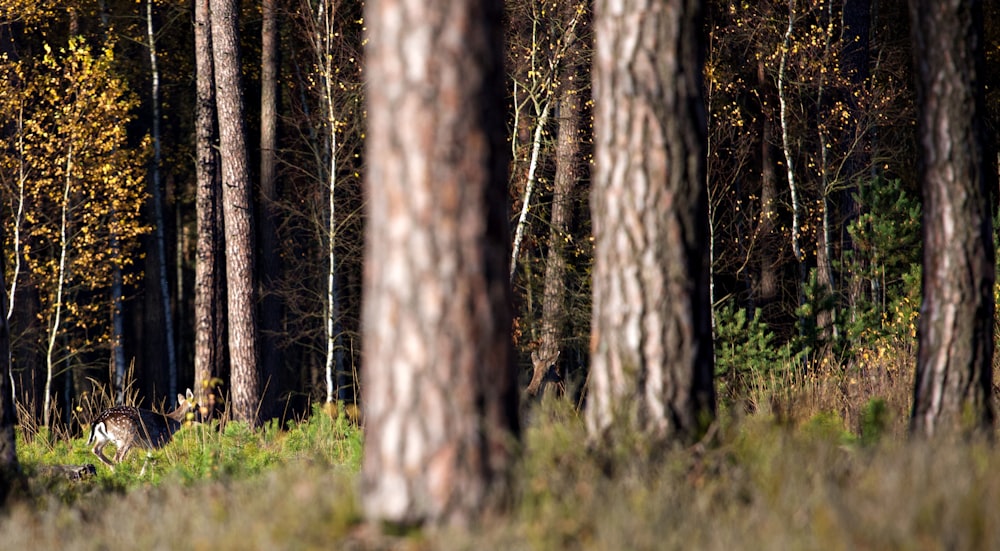 brown tree trunk on green grass field