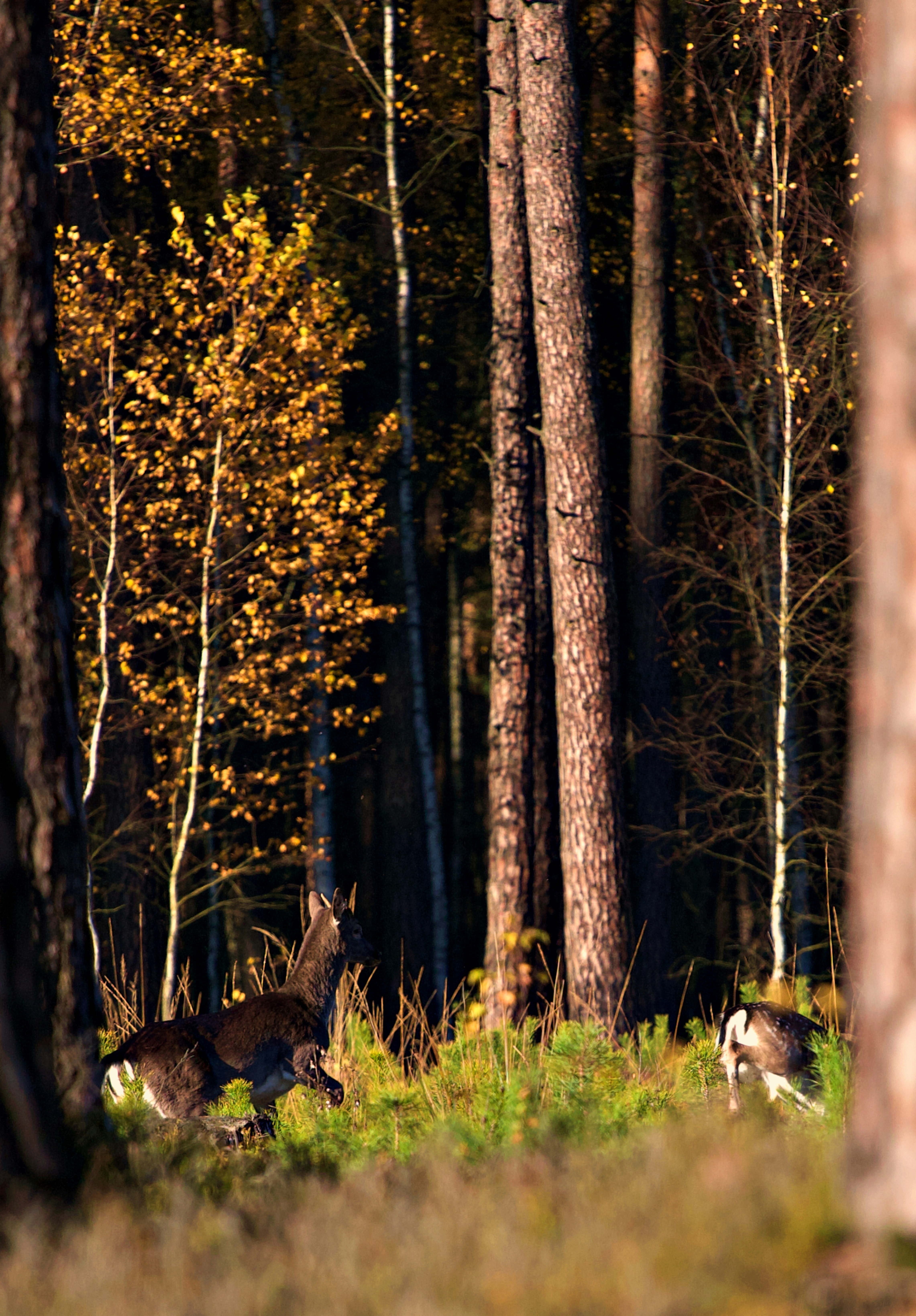 Charming Woodland Puzzle
