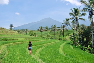 Guests walking along a narrow path between vibrant green paddy and sugarcane plants under a bright sky.