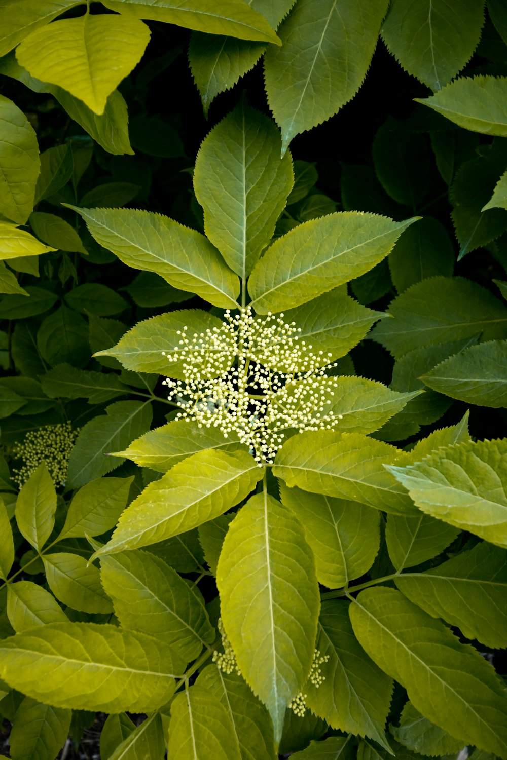 white and black flower in bloom