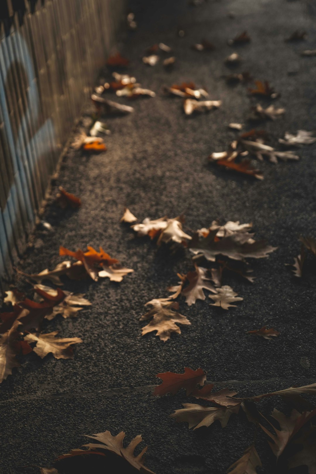 dried leaves on black asphalt road