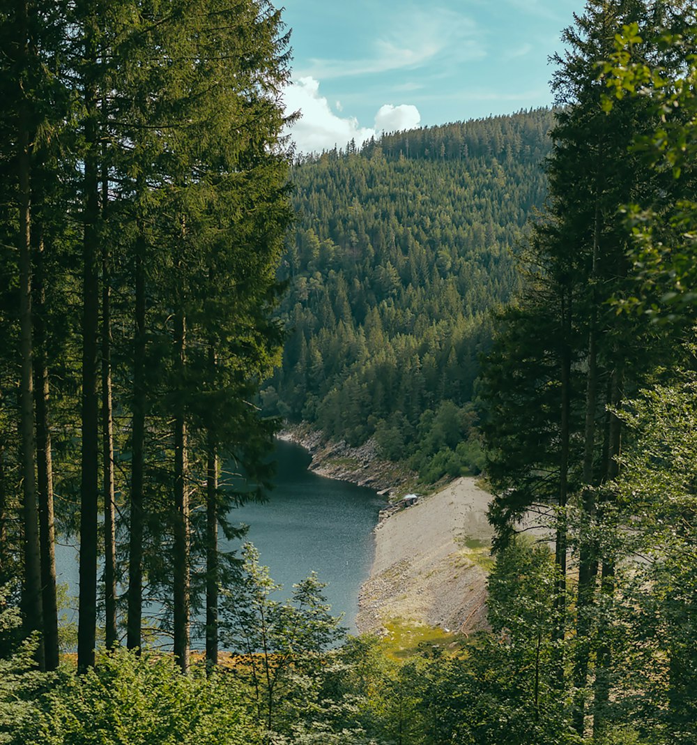 green trees near body of water under blue sky during daytime