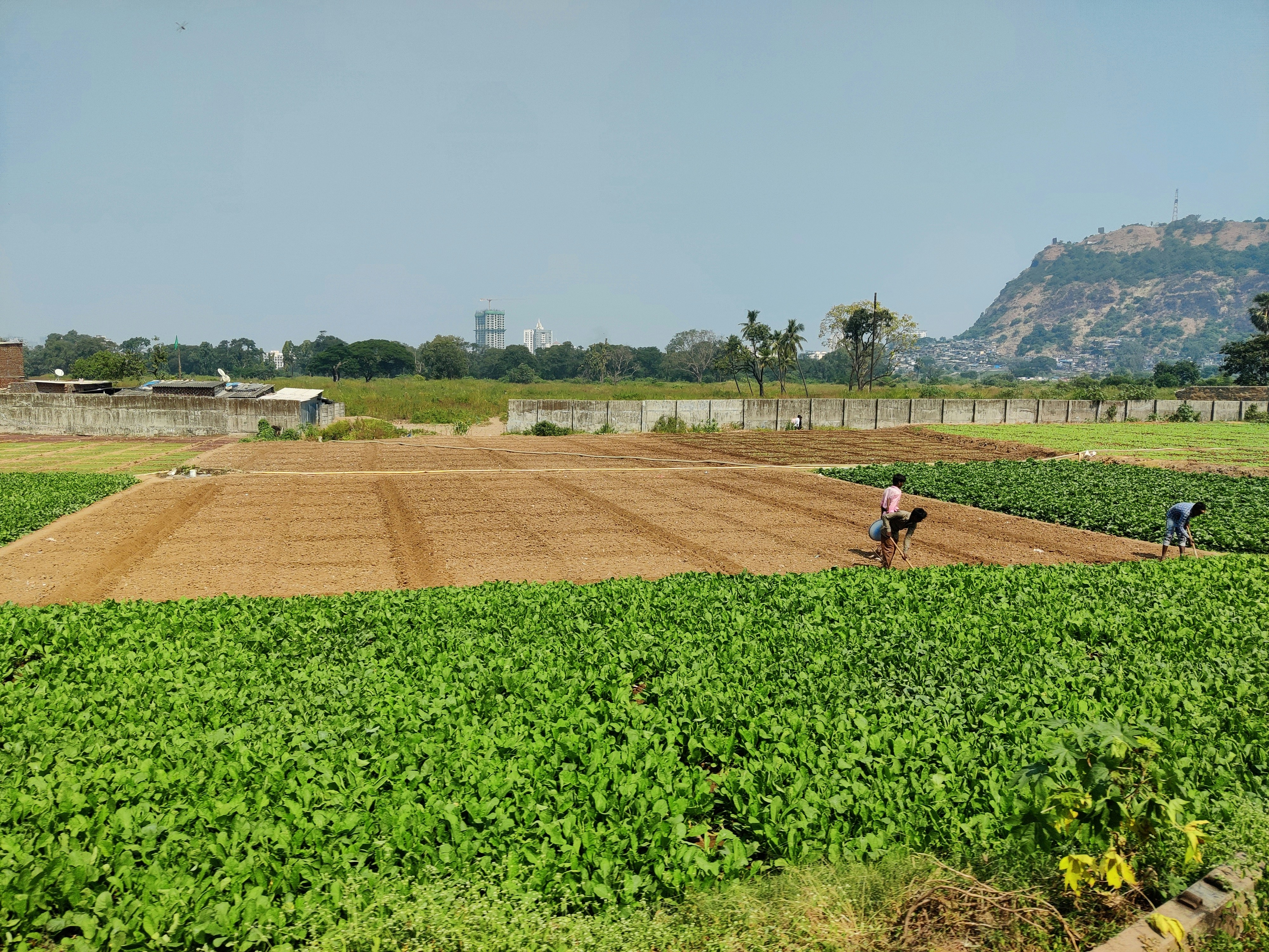 Farmer applying our fertilizer