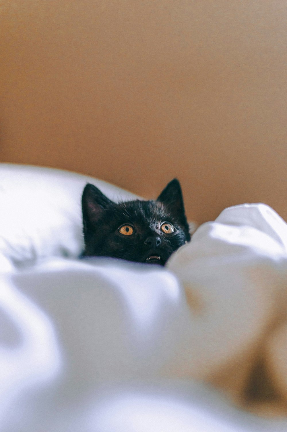 gato negro sobre textil blanco